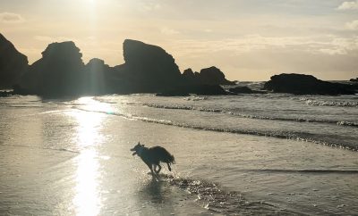 Update on Dog restrictions on beaches in Cornwall May 2023