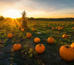 halloween 2025 blog post seven bays holidays